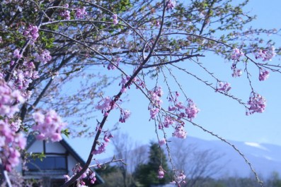 枝垂桜とログ