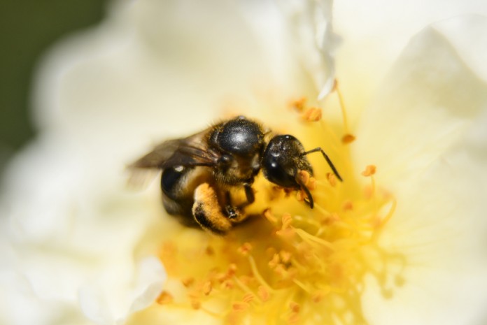 20130618バラと蜜蜂