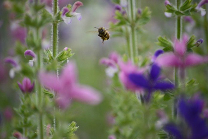 2013ペインテッドセージと蜜蜂