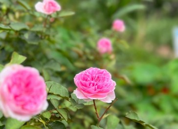 ロサオリエンティスの バラ’ピクシー’ 木村先生のバラは本当に暑さに強いですね！ 次から次へと咲いて美しい姿を見せてくれます。 しばし暑さも忘れる 良い香り～