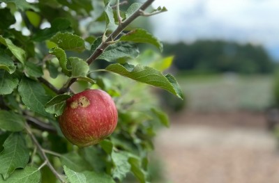 どうしてもガーデンにリンゴの木が欲しかった延平オーナー 8年前に植えた’紅玉‘’津軽’’フジ’が元気に育っています