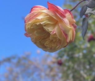 コルデスジュビリー