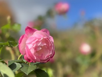 ソフィーパーペチュアル