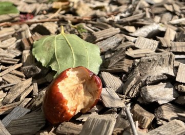 小動物?が食べた大実ナツメ
