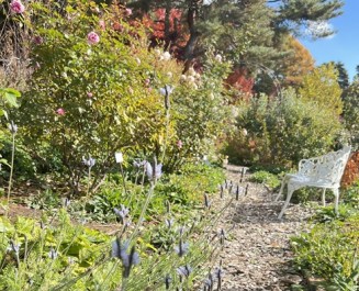 レースラベンダーもそろそろ見納め