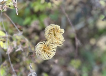 クレマチスの種