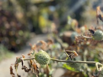 チョウセンアサガオ