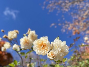 アリスターステラグレイ