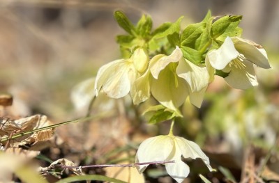 [クリスマスローズ] 今が一番盛り！ 開園するまで持つでしょうか・・ 