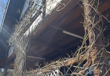 [シティオブヨーク] 10㍍以上に育つクライミング系のバラ。 ウェルカムローズとして20年以上気品ある美しさを魅せてくれています。 剪定は以前は脚立、現在は高所作業車で行っています。