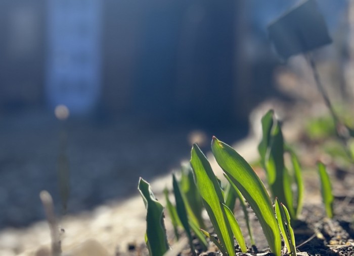 [チューリップ]
ぐんぐんと伸びてきた葉の生命力に目を細める毎日！