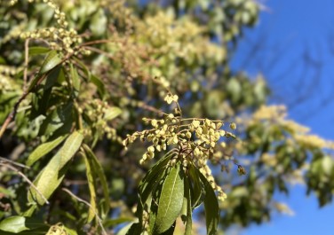 [馬酔木]あせび こちらも開園前人知れず咲く日本原産ツツジ科の低木。 良い香りが辺りに漂い、春の訪れを感じさせてくれる白くてかわいいお花が魅力です。 