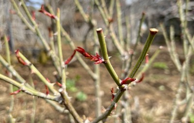 伸びだしたバラの新芽