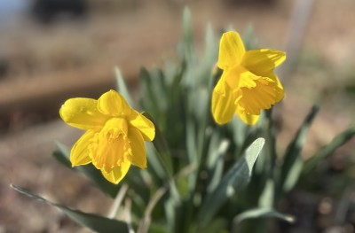 ＜水仙＞ 明るい黄色に元気をもらいます